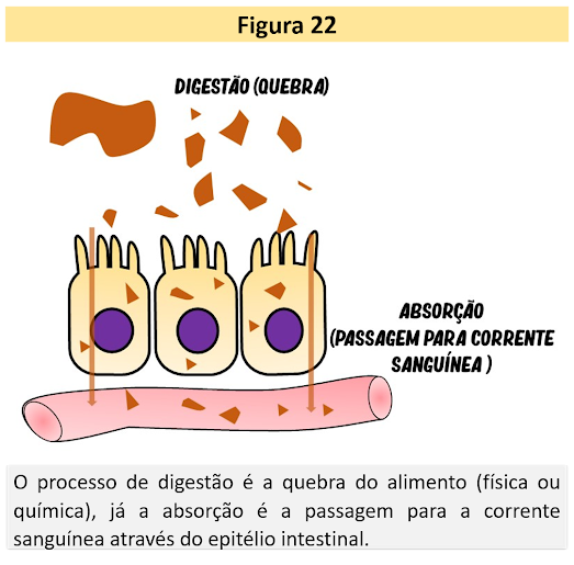 Digestão e absorção de nutrientes são processos distintos, porém relacionados