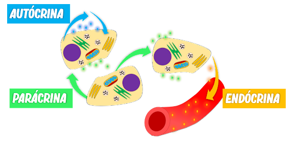 substâncias endócrinas, autócrinas e parácrinas