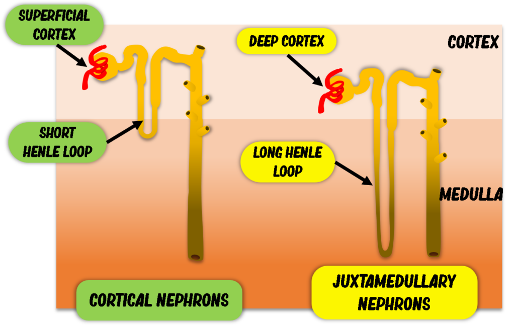 Cortical nephrons Juxtamedullary nephrons